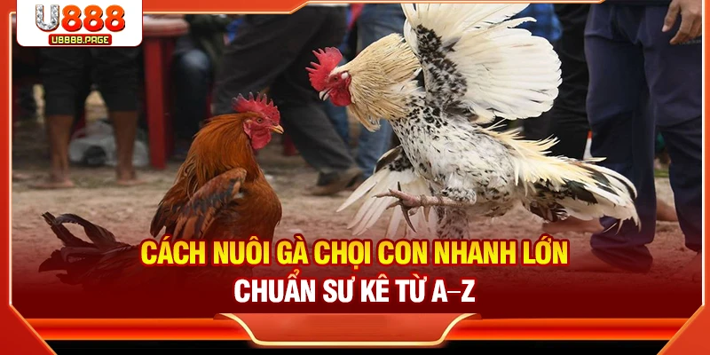 Cách nuôi gà chọi con nhanh lớn