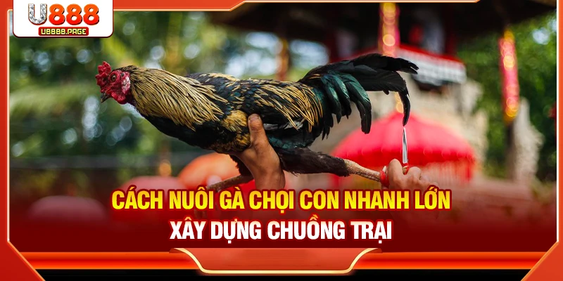 Cách nuôi gà chọi con nhanh lớn xây dựng chuồng trại