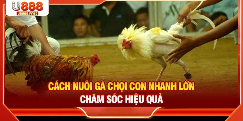 Cách nuôi gà chọi con nhanh lớn – Chăm sóc hiệu quả