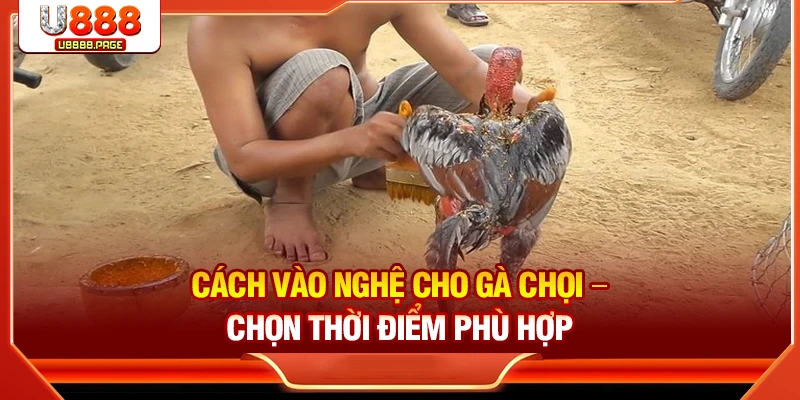 Cách vào nghệ cho gà chọi – Chọn thời điểm phù hợp