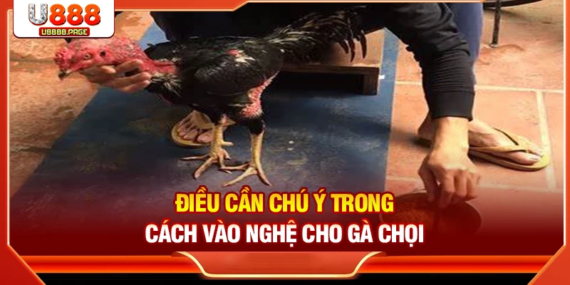 Điều cần chú ý trong cách vào nghệ cho gà chọi